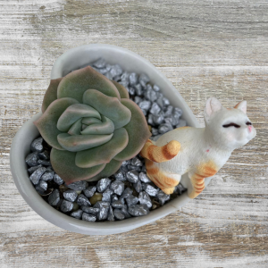 Succulents Valentine's Day | Plant Gift Delivery
